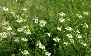 chamomile